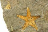 , Plate Of Starfish, Edrioasterois, Crinoid & Trilobite #255337-1